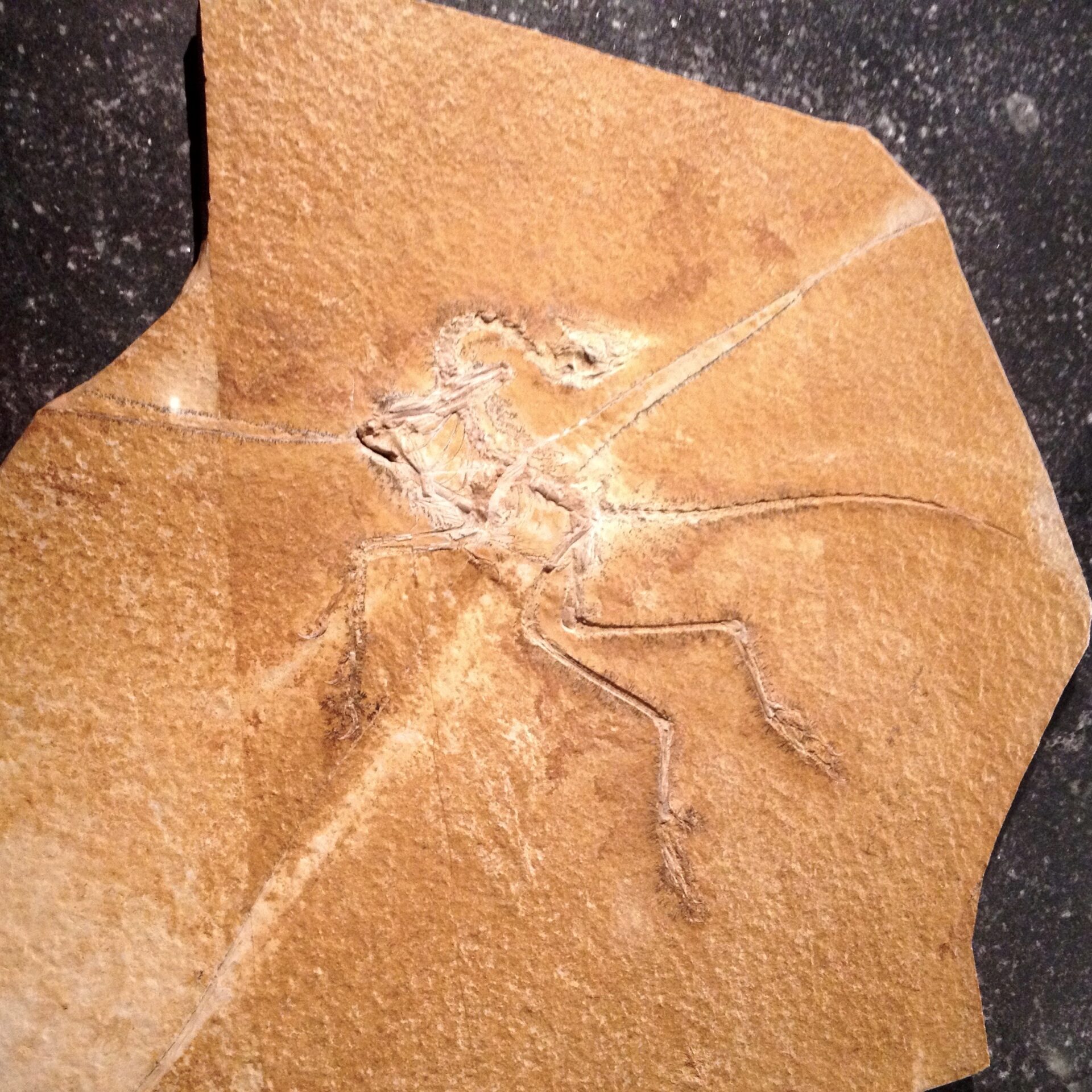 Archaeopteryx im Jura-Museum Eichstätt