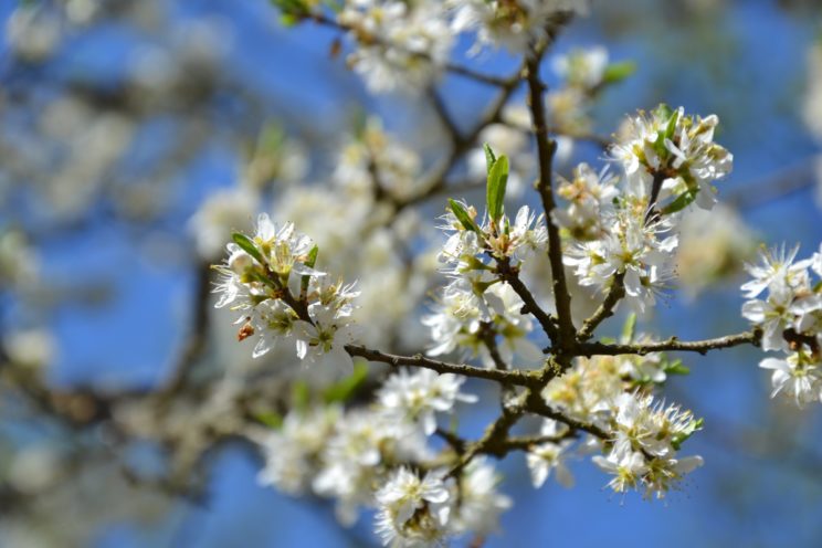 Kirschblüte im Kaisinger Tal