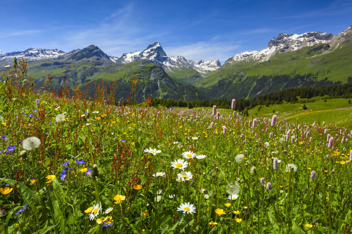 Die wichtigsten Bergpflanzen und wie ihr sie erkennt