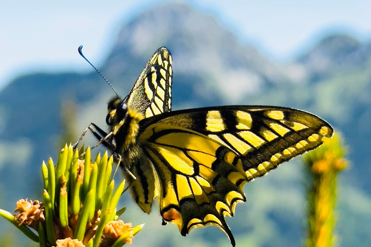 Jetzt den Community-Sieger bestimmen: Fotowettbewerb "Endlich Frühling!"