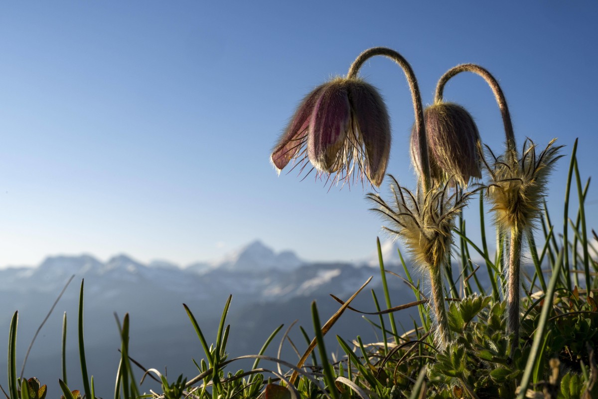 Was blüht denn da? Diese Bergpflanzen solltet ihr kennen!