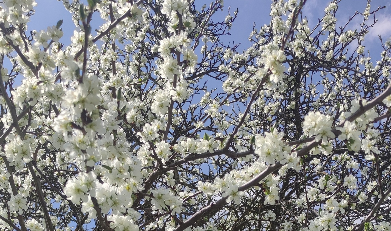 Mühlviertel/ Oberösterreich: 3 Wanderungen im Frühling